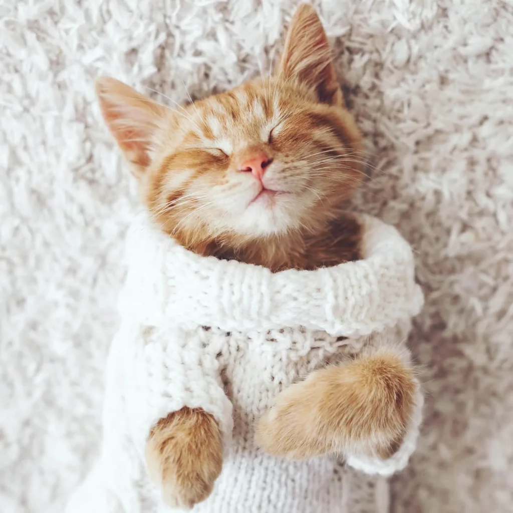 Carpet | Burton Flooring